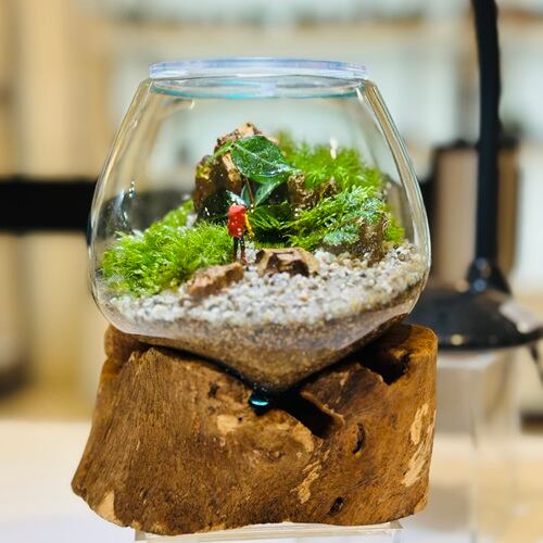 高島屋泉北店】苔テラリウムイベントのお知らせ【大阪府堺市】 | 苔
