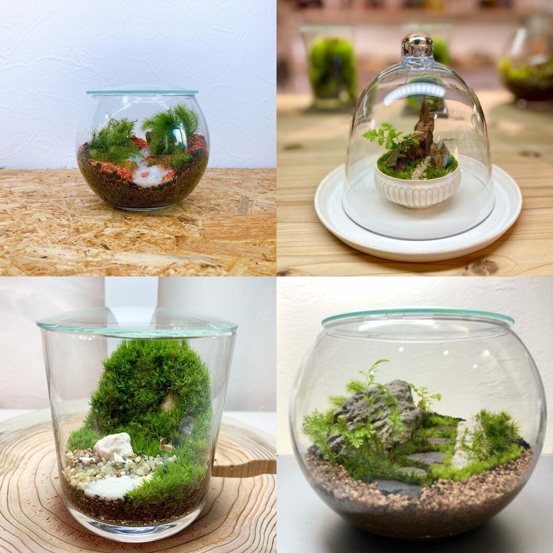 苔テラリウム 東京都 伊勢丹立川店】苔のテラリウムイベントのお知らせ | 苔
