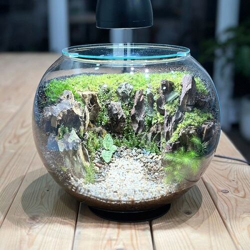 阪急うめだ本店】苔テラリウムとアクアリウムのイベントを開催いたし