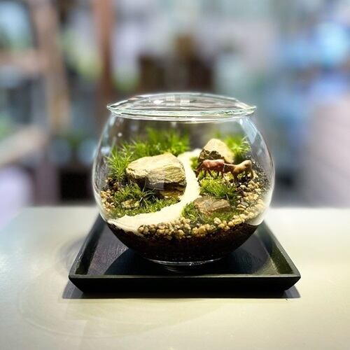 植物 | 苔テラリウム専門店Feel The Garden