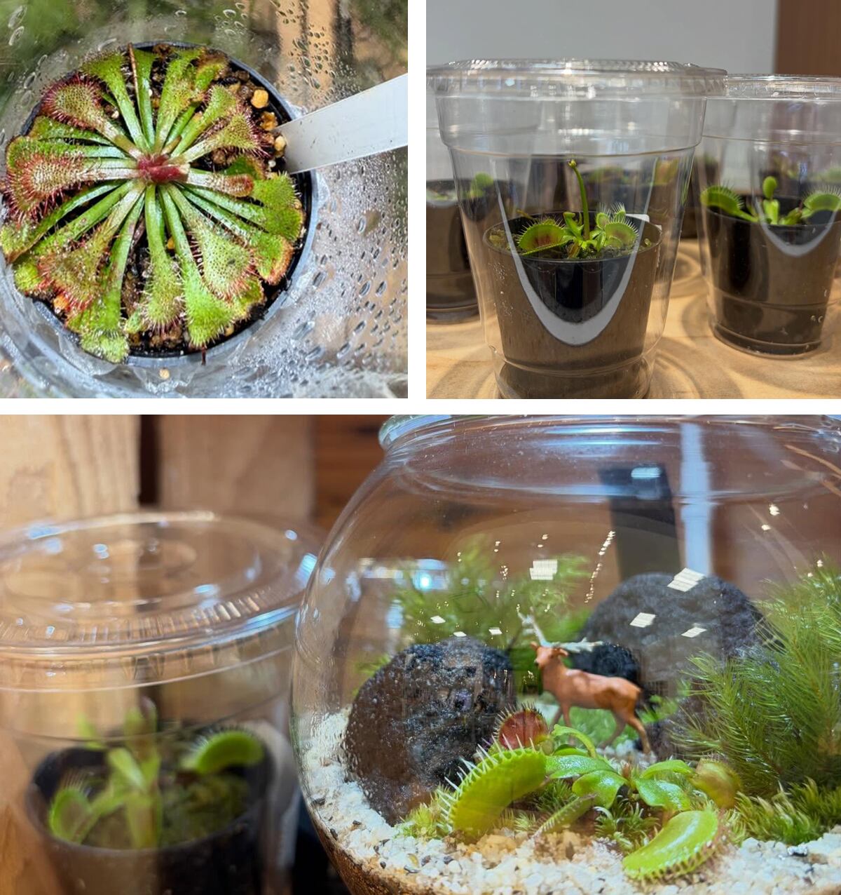 期間限定🌱食虫植物フェア開催中！ | 苔テラリウム専門店Feel The Garden