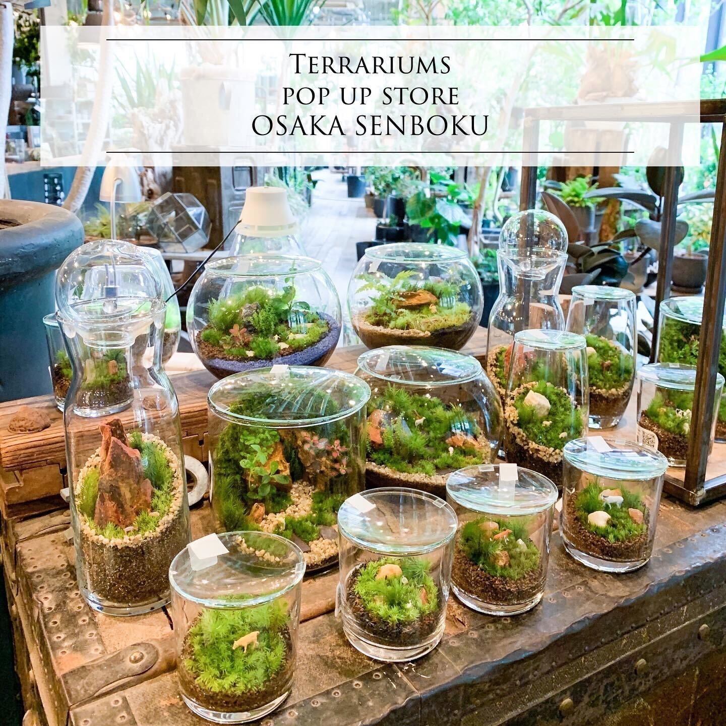 住友館　テラリウム 住友館 テラリウム - メルカリ