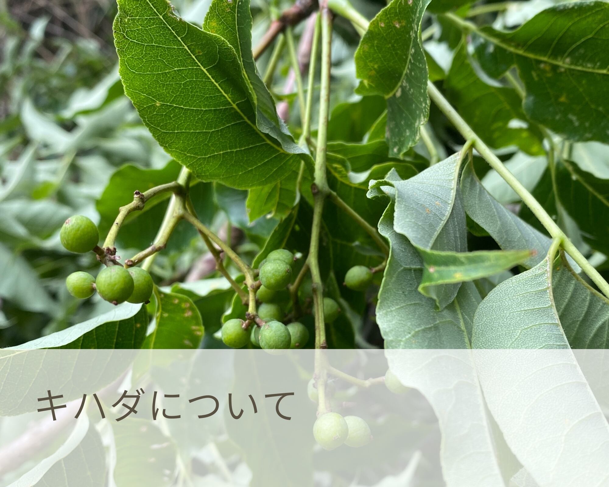 キハダ | 結月 Yuzuki