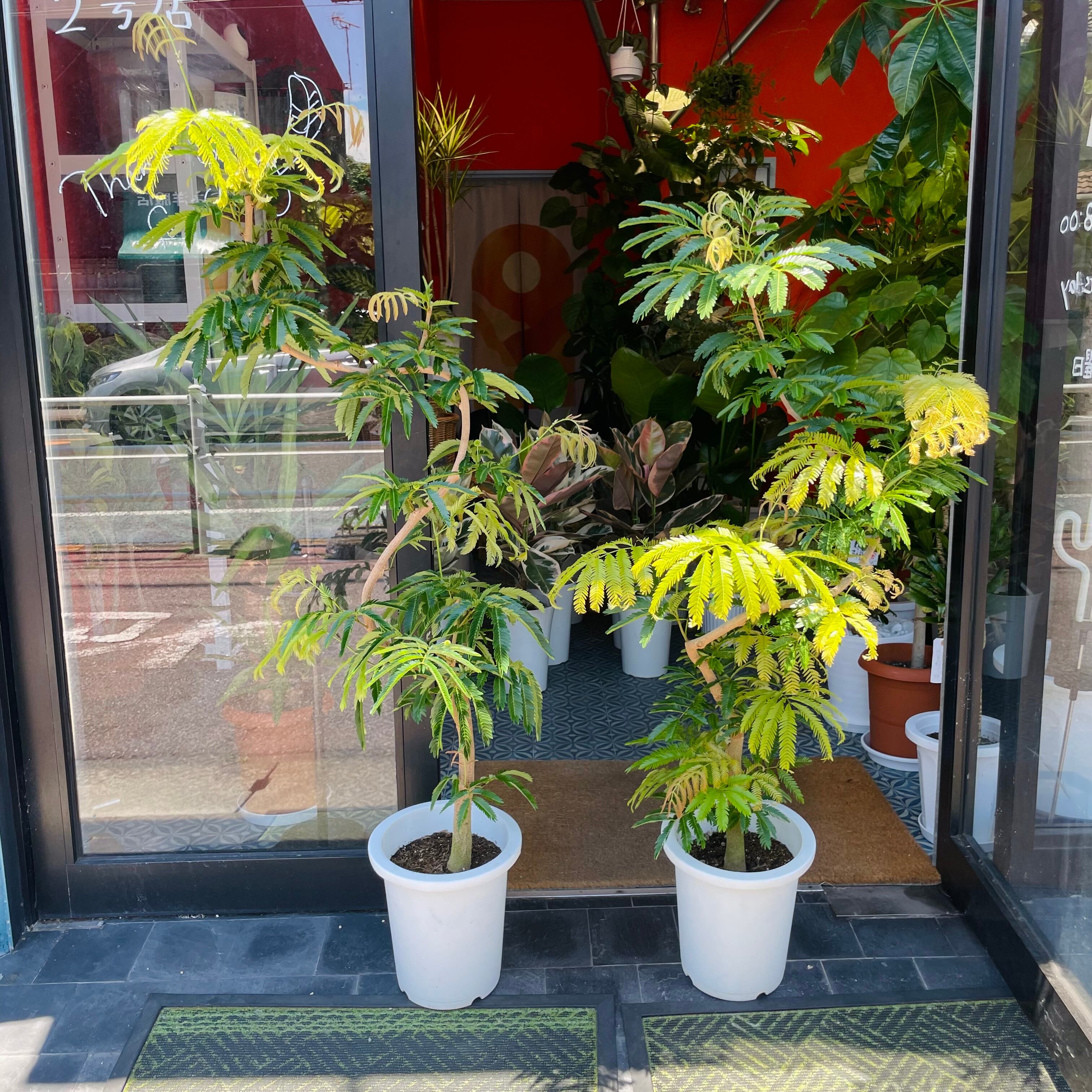 大きな植物も随時入荷！ | Green Vibes 宇都宮市の観葉植物専門店