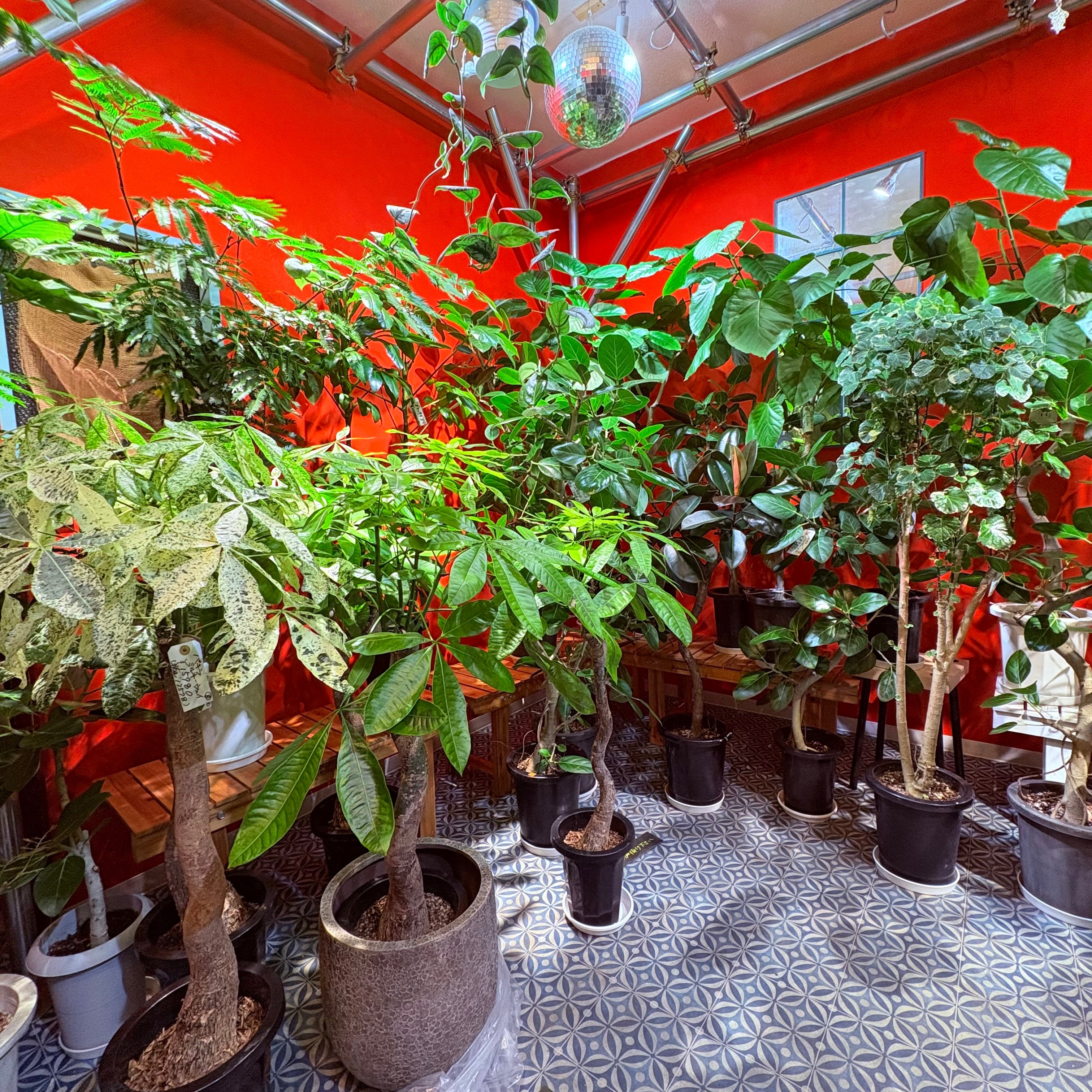その他観葉植物 (^^)@ 続々と入荷しております！ | Green Vibes 宇都宮市の観葉植物専門店