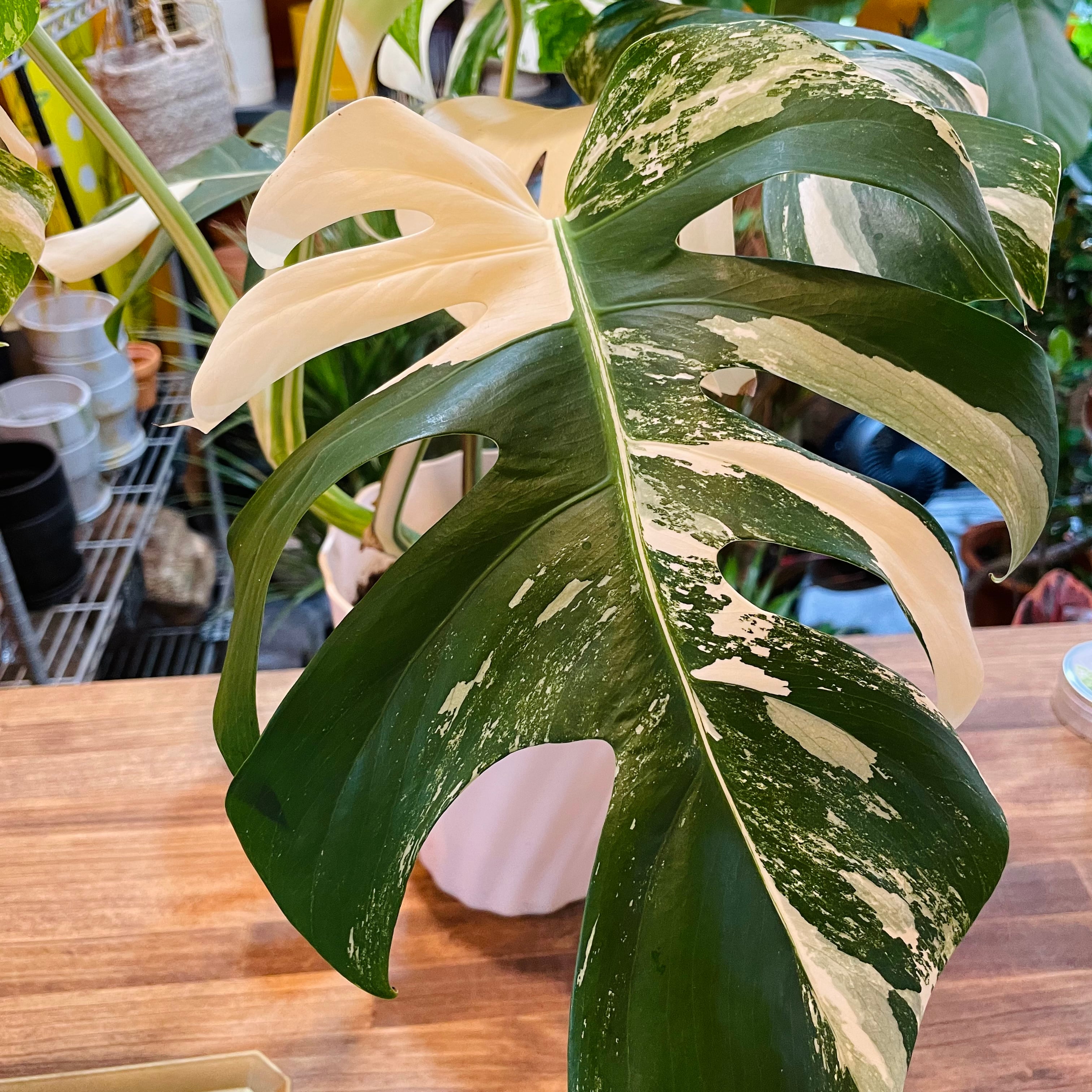 斑入りモンステラ | Green Vibes 宇都宮市の観葉植物専門店