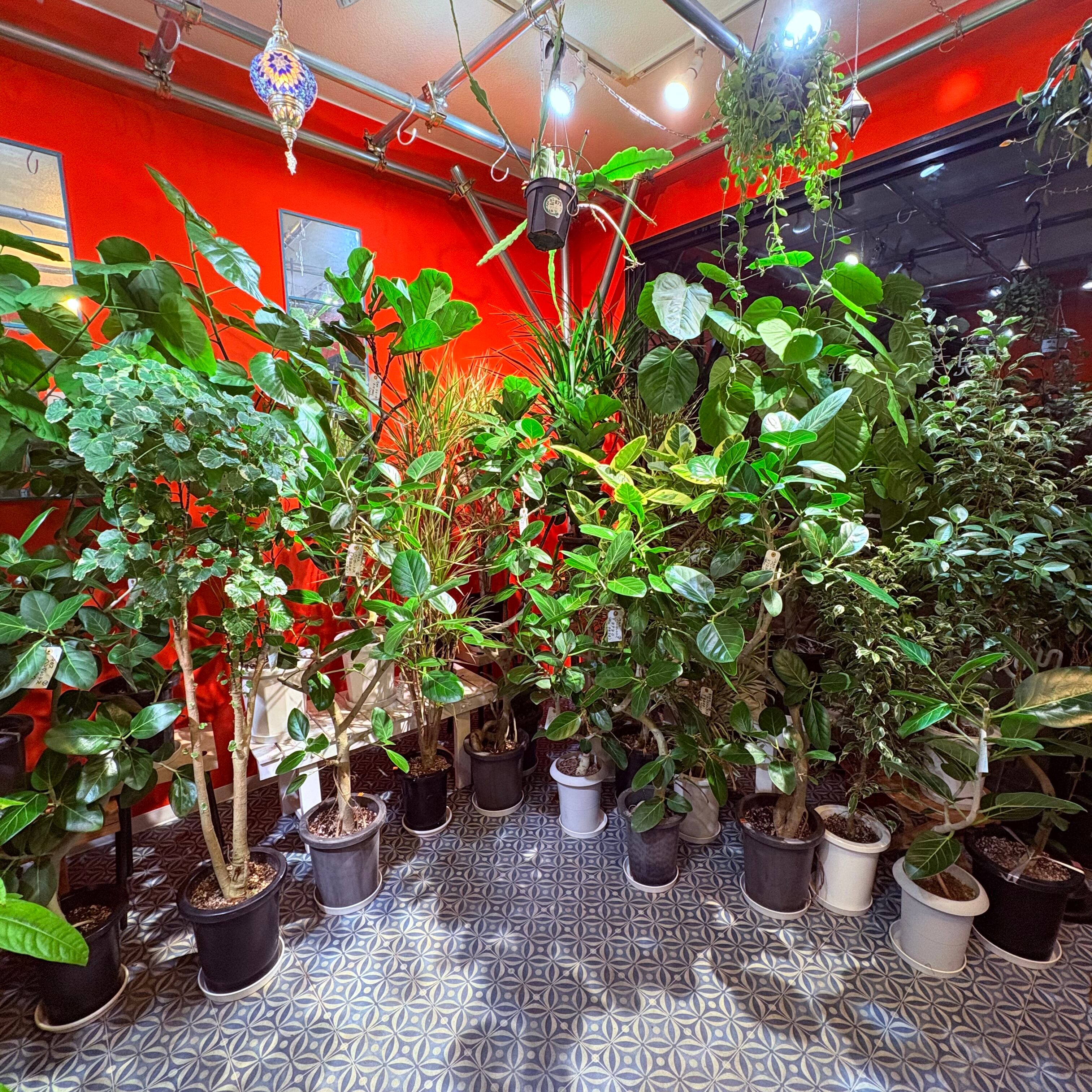 続々と入荷しております！ | Green Vibes 宇都宮市の観葉植物専門店