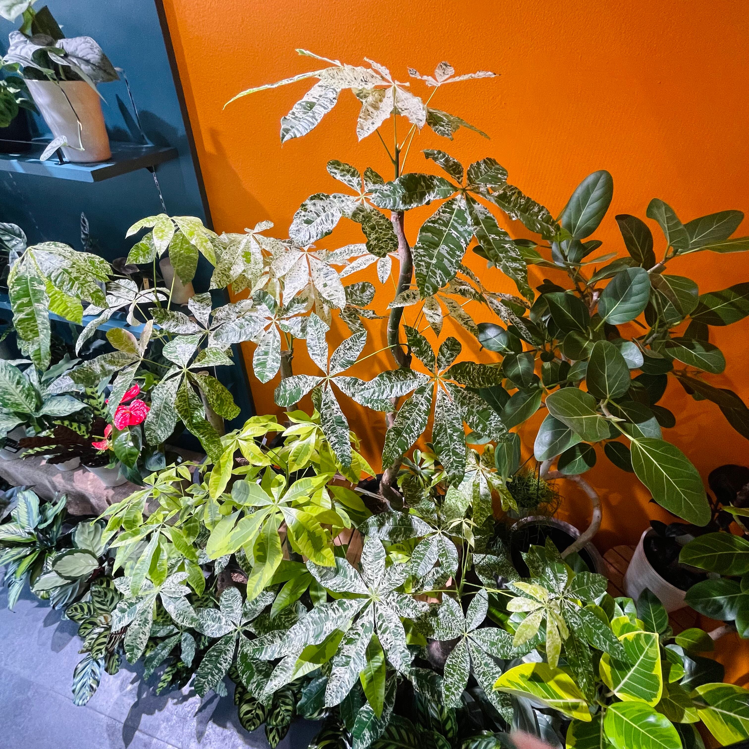 パキラミルキーウェイ・ハーフムーン入荷！ | Green Vibes 宇都宮市の