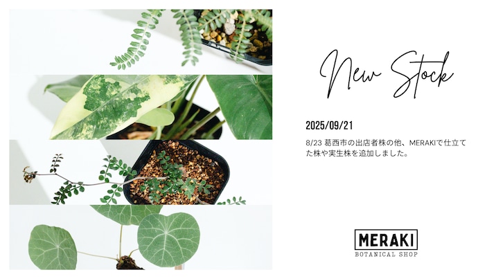 アデニウム（Adenium） | MERAKI