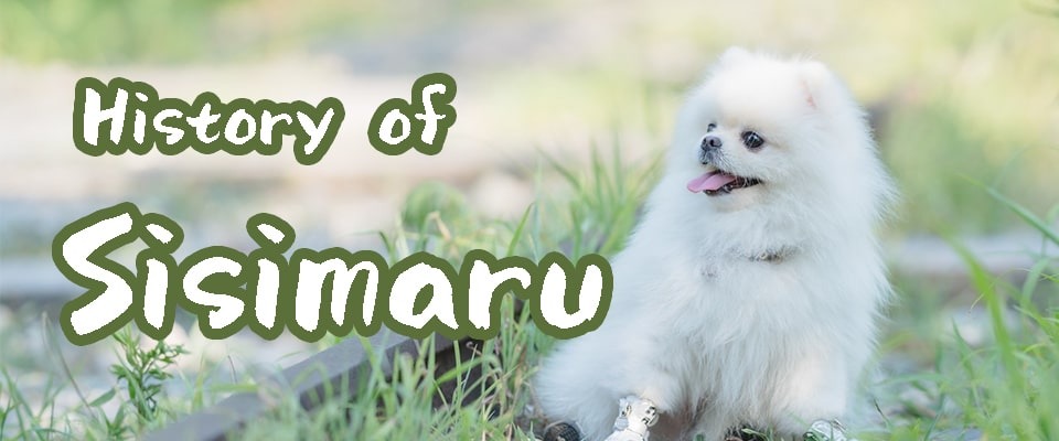 看板犬 獅子丸について Wanqusia 440