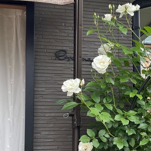 BLOG　2024/5/9　「庭の薔薇の様子と新着商品のご紹介」　Roses mapたより