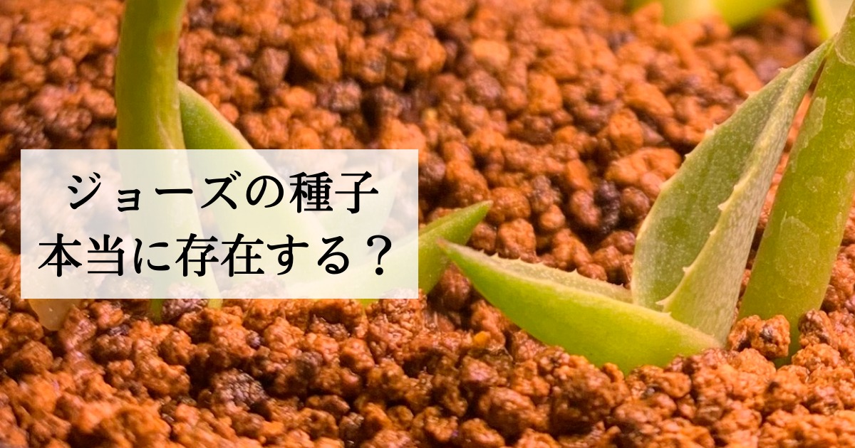 アガベ ジェントリー ジョーズ あっくん 専用ページ （アガべ