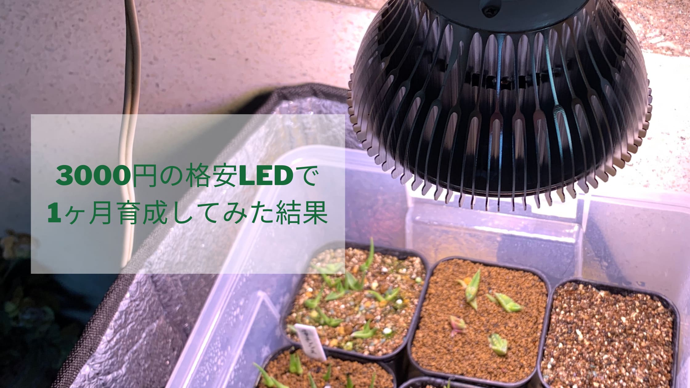 3000円の格安植物用LEDライトで、実生アガベを1ヶ月半育成してみた