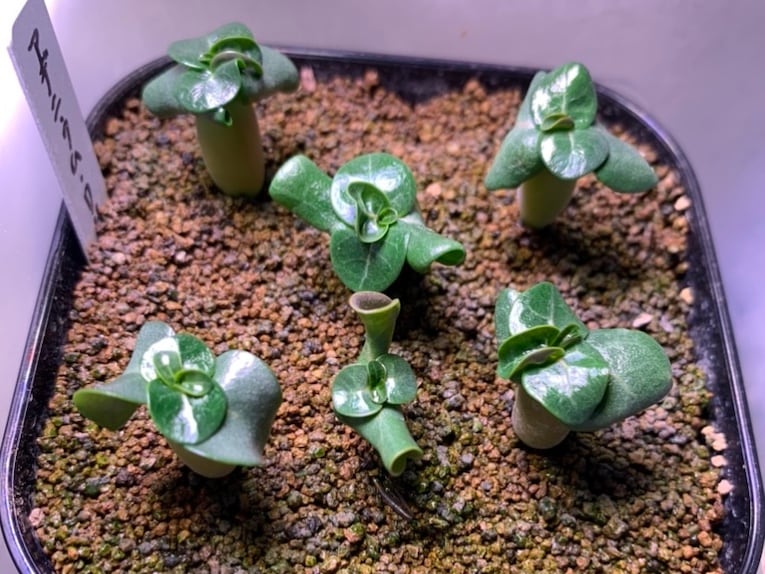 アデニウムDHA(ドーセットホーン)実生記録、発芽温度や発芽日数 | で