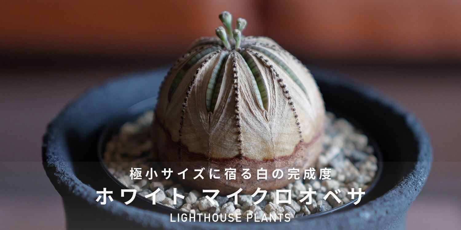 極小サイズに宿る白の完成度。ホワイト マイクロオベサ | LIGHTHOUSE