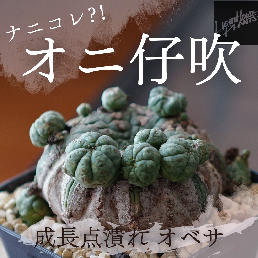 ナニコレ？！成長点潰れ 扁平な”モンスト オニ仔吹き”オベサ 