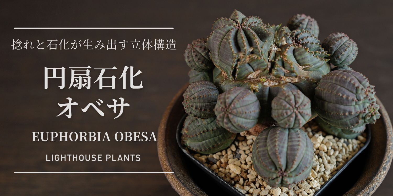 6.29 土曜 20時 公開 / 捻れと石化が生み出す立体構造。円扇石化