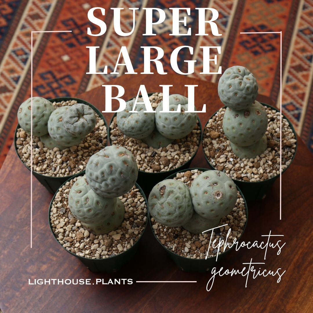 今回のテフロカクタス ゲオメトリクスは大珠ではありません。「超大珠