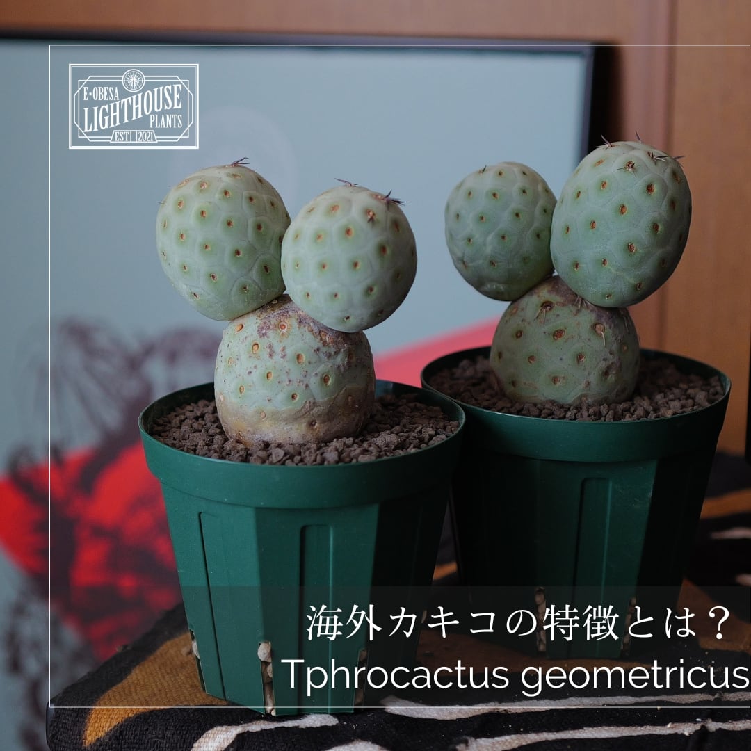 人気商品の中古品・新品・未使用品 ナゼまん丸い？ ゲオメトリクス 海外カキコ株の魅力を語る サボテン