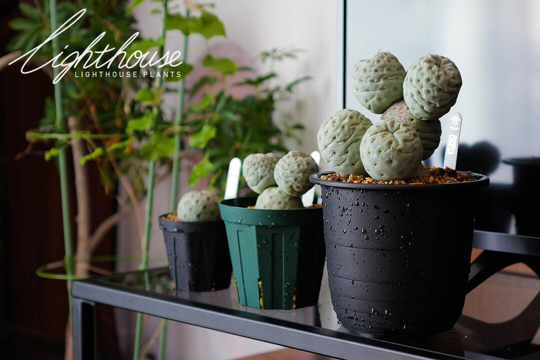 保存版】テフロカクタス ゲオメトリクス 実生とカキコの違いと育成方法