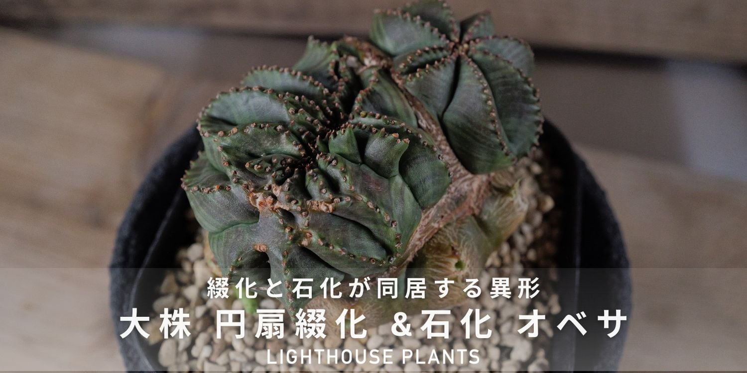 8/8 SAT 20:00 販売 / 綴化と石化が同居する異形 円扇綴化 & 石化