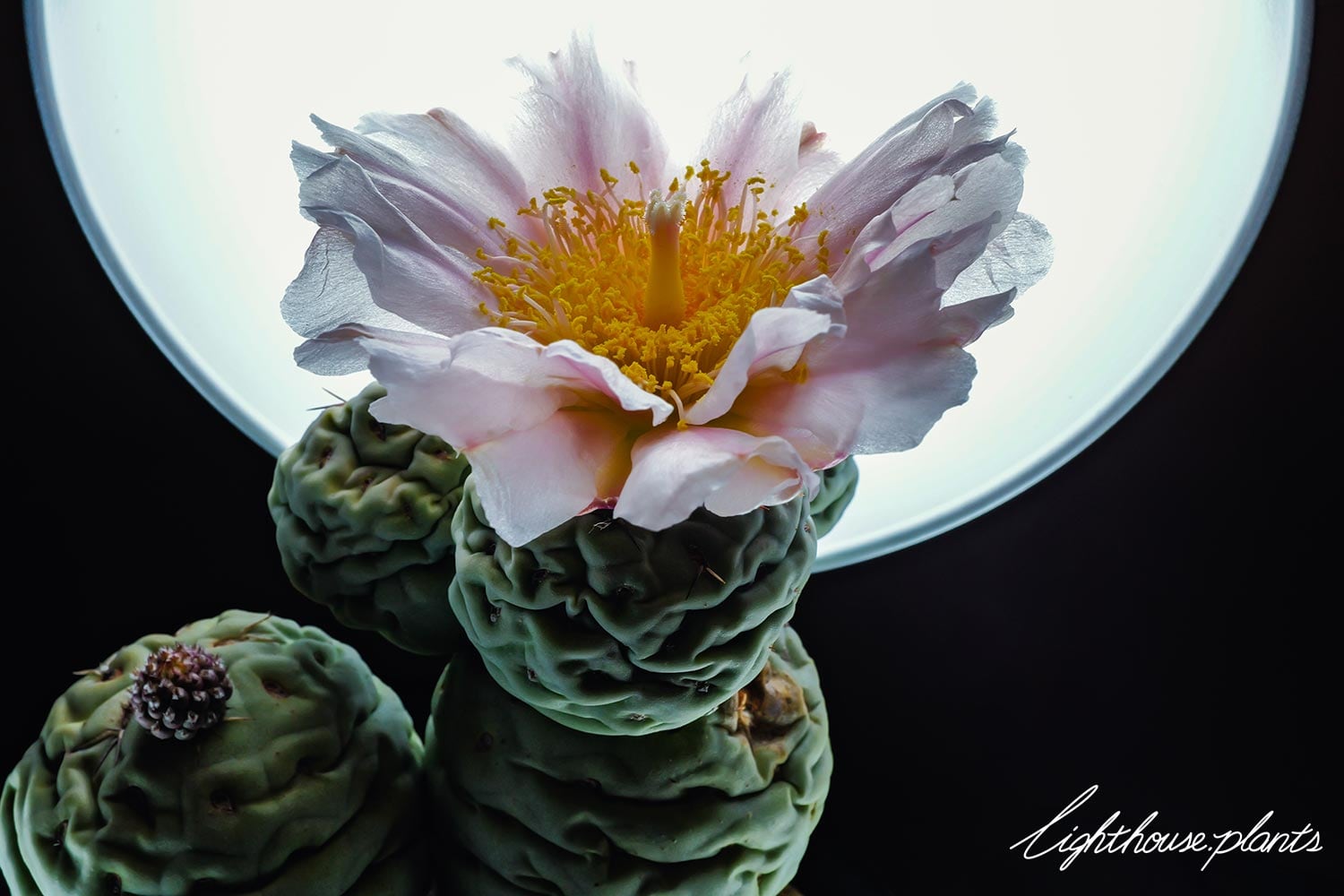 保存版】テフロカクタス ゲオメトリクス 実生とカキコの違いと育成方法