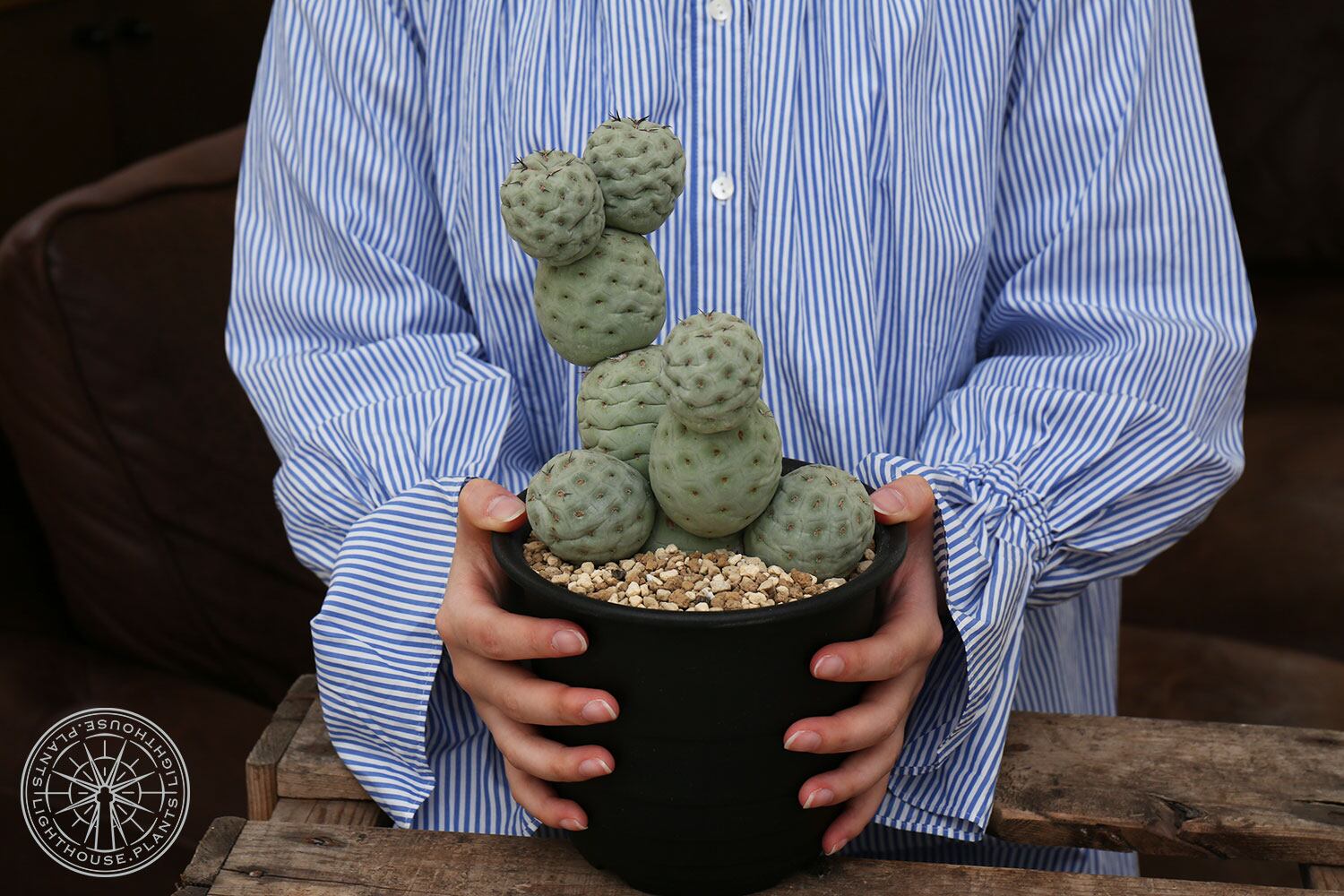 テフロカクタス(一部オプンチアとか)実生苗セット　ラベルつき　速達 テフロカクタス(一部オプンチアとか)実生苗セット ラベルつき 速達