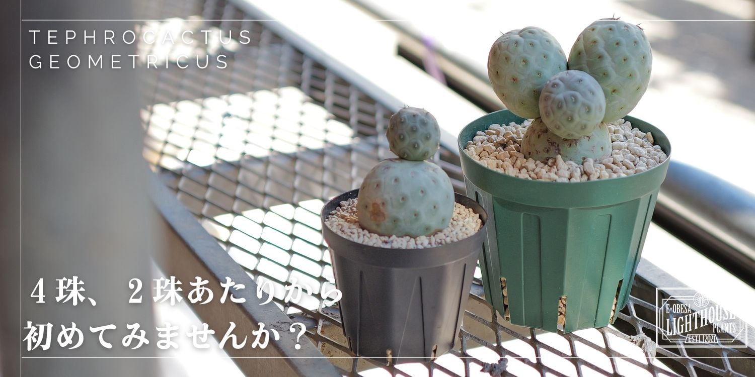 テフロカクタス ゲオメトリクス の育成法おさらい！今週も販売します