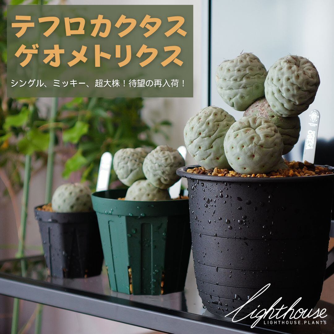 お待たせいたしました！テフロカクタス ゲオメトリクス 販売再開