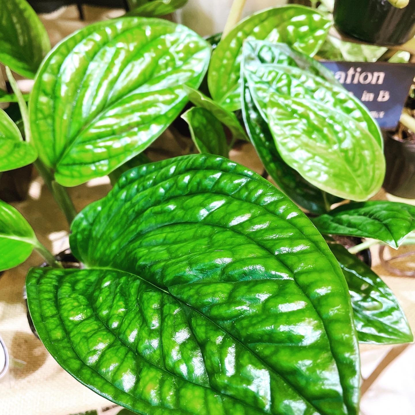 希少】観葉植物 モンステラ ジェイドシャトルウィング ヘゴ仕立て
