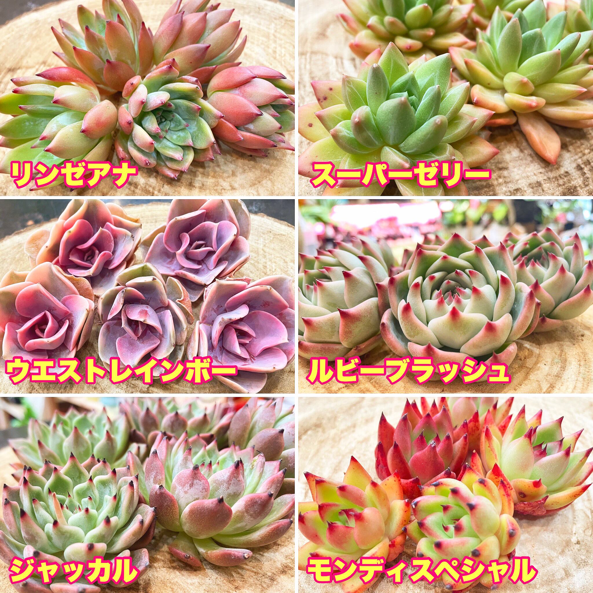 韓国苗エケベリア新入荷!春の韓国苗プチセット! | Gardenえん 韓国苗エケベリア新入荷!春の韓国苗プチセット! | Gardenえん