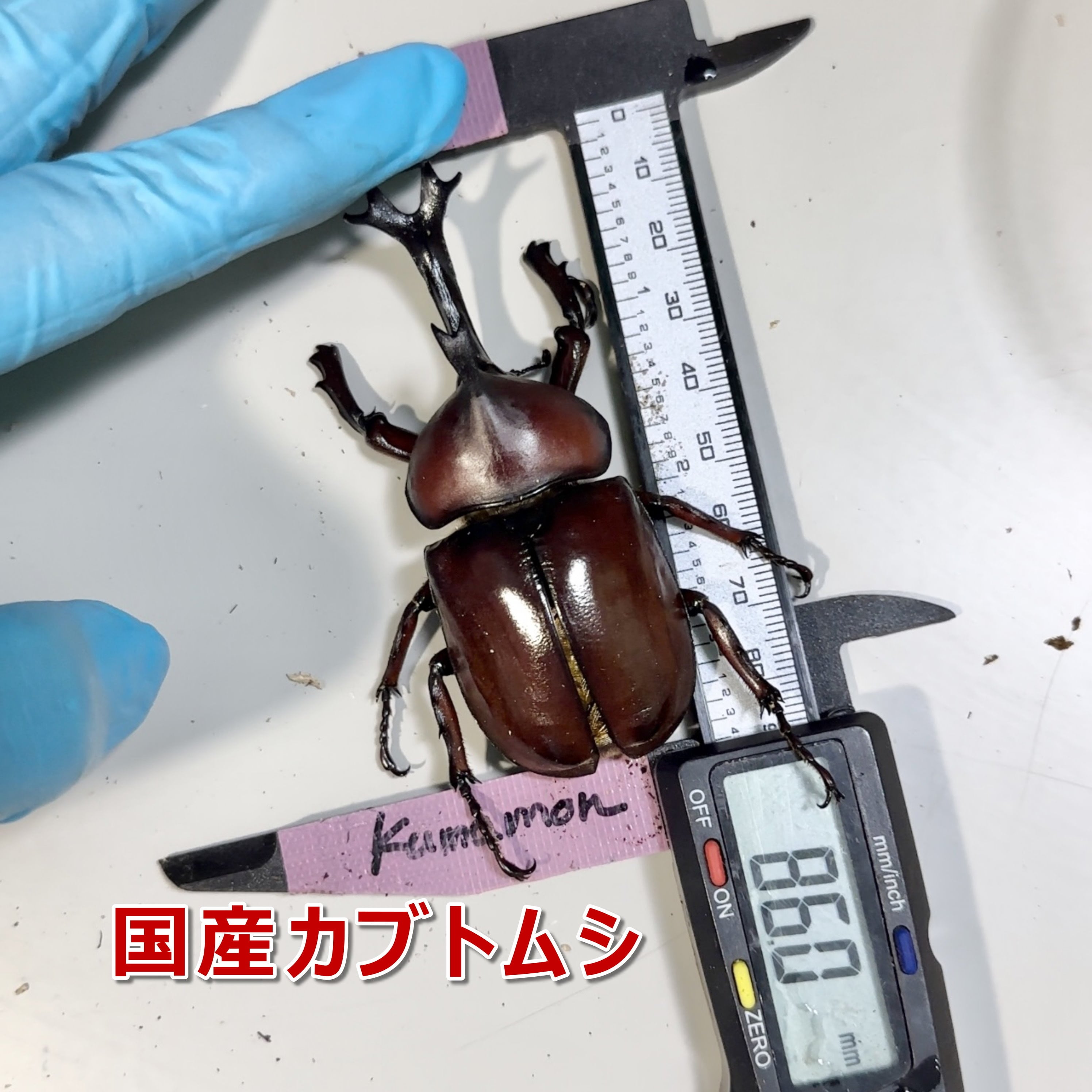 カブトムシ 国産カブトムシ ♂86mm up 誕生しました‼️ | ビートルショップ リアル