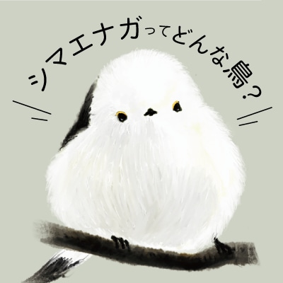 ○シマエナガってどんな鳥？ | ぴよ手帖｜シマエナガ雑貨 OFFICIAL ...