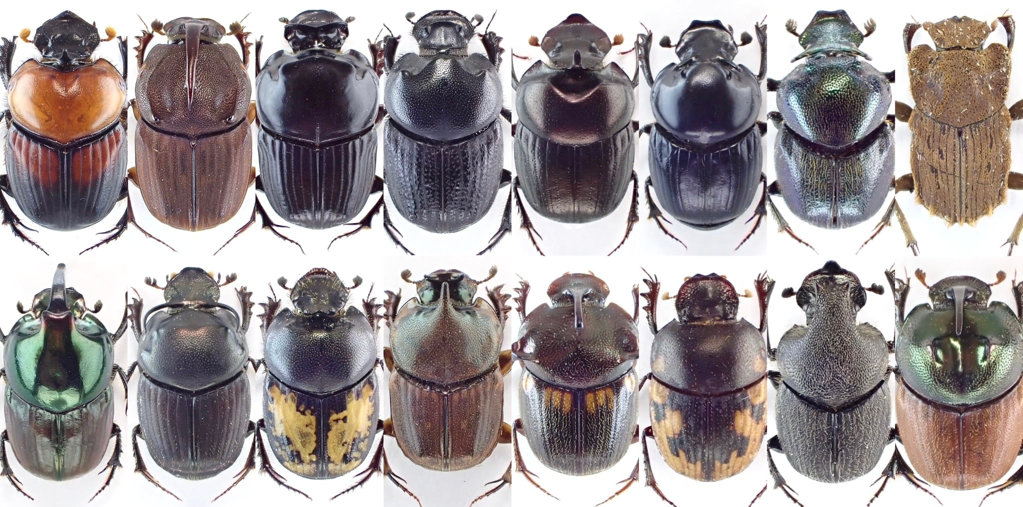 アフリカのエンマコガネ３　.Proagoderus tricornifrons リリース情報:2026/1/17】NEW YEAR UPDATE | 新春エンマコガネ祭り開催