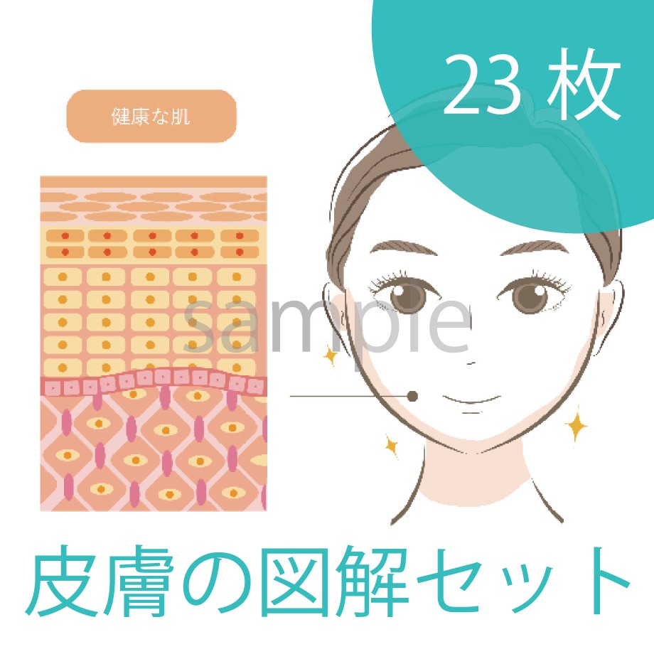 皮膚の図解のイラストを追加しました! | ZIU illustration