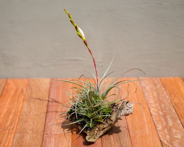 ティランジア紹介⑤ ウトリクラータ T. utriculata | コエノエ | coenoe