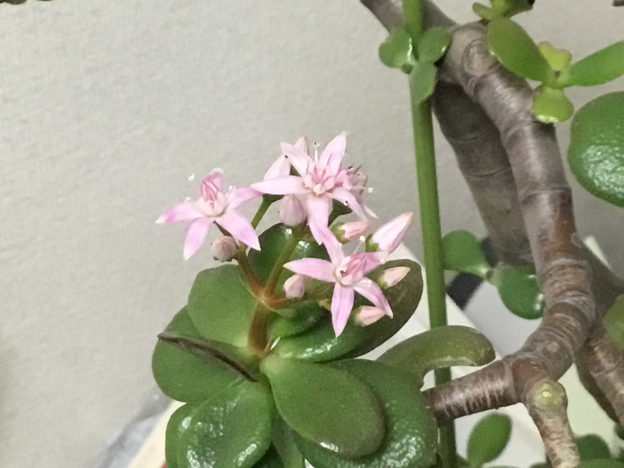 又 金のなる木 の花が咲きました Popkimy