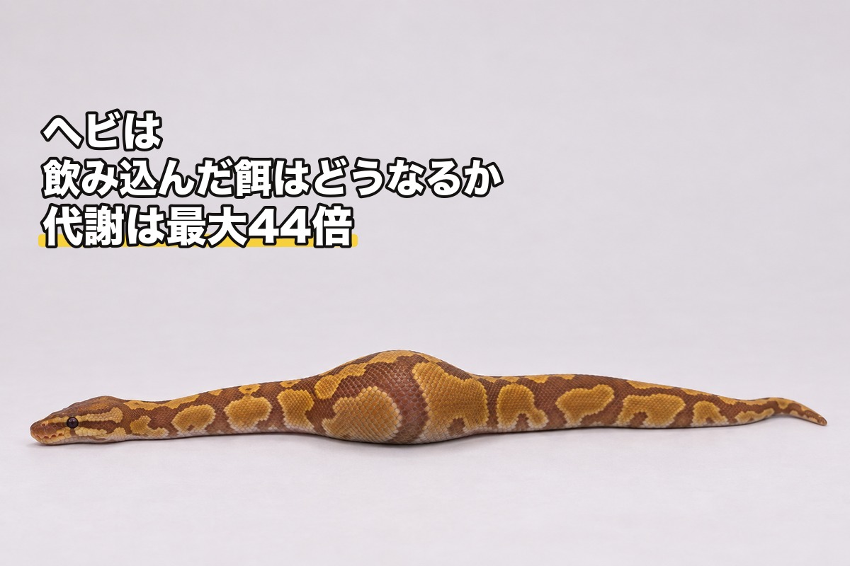 餌の膨らみが胴の途中に見えるボールパイソンを横から写した図。膨らみの前後の細い胴も同じ画面に写っている