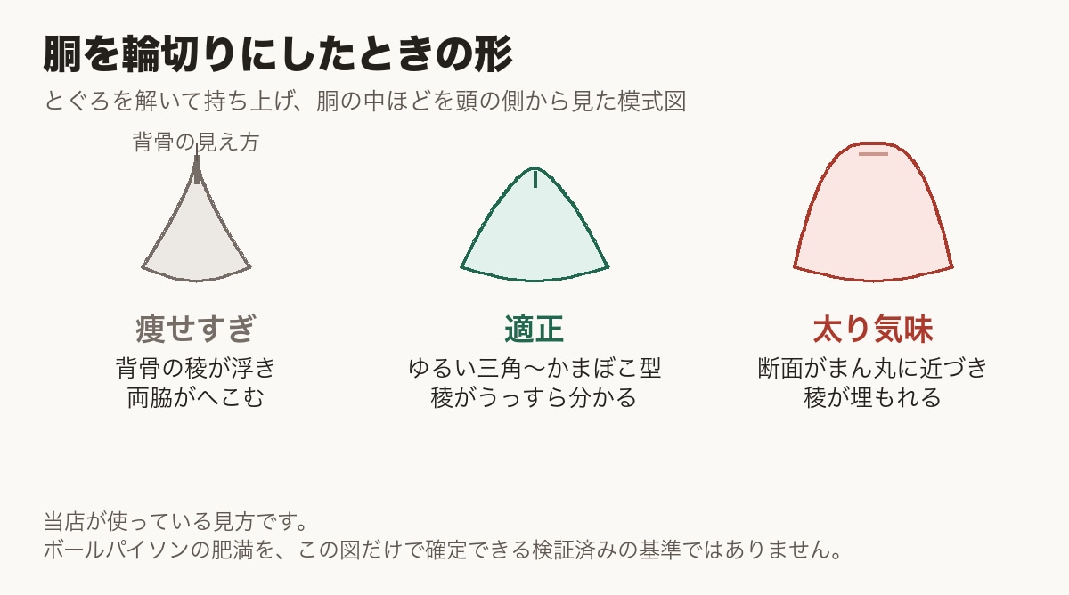ボールパイソンの肥満を胴の断面の形で見分ける模式図。痩せすぎは背骨の稜が浮いて両脇がへこみ、適正はゆるい三角〜かまぼこ型、太り気味は断面がまん丸に近づいて稜が埋もれる
