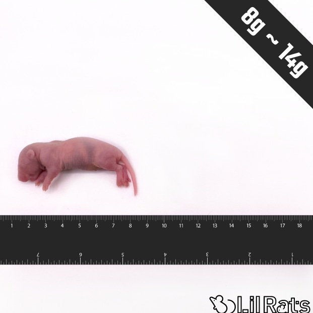 定規と並べた冷凍ピンクラット。1匹8〜14gで体長は6cm前後