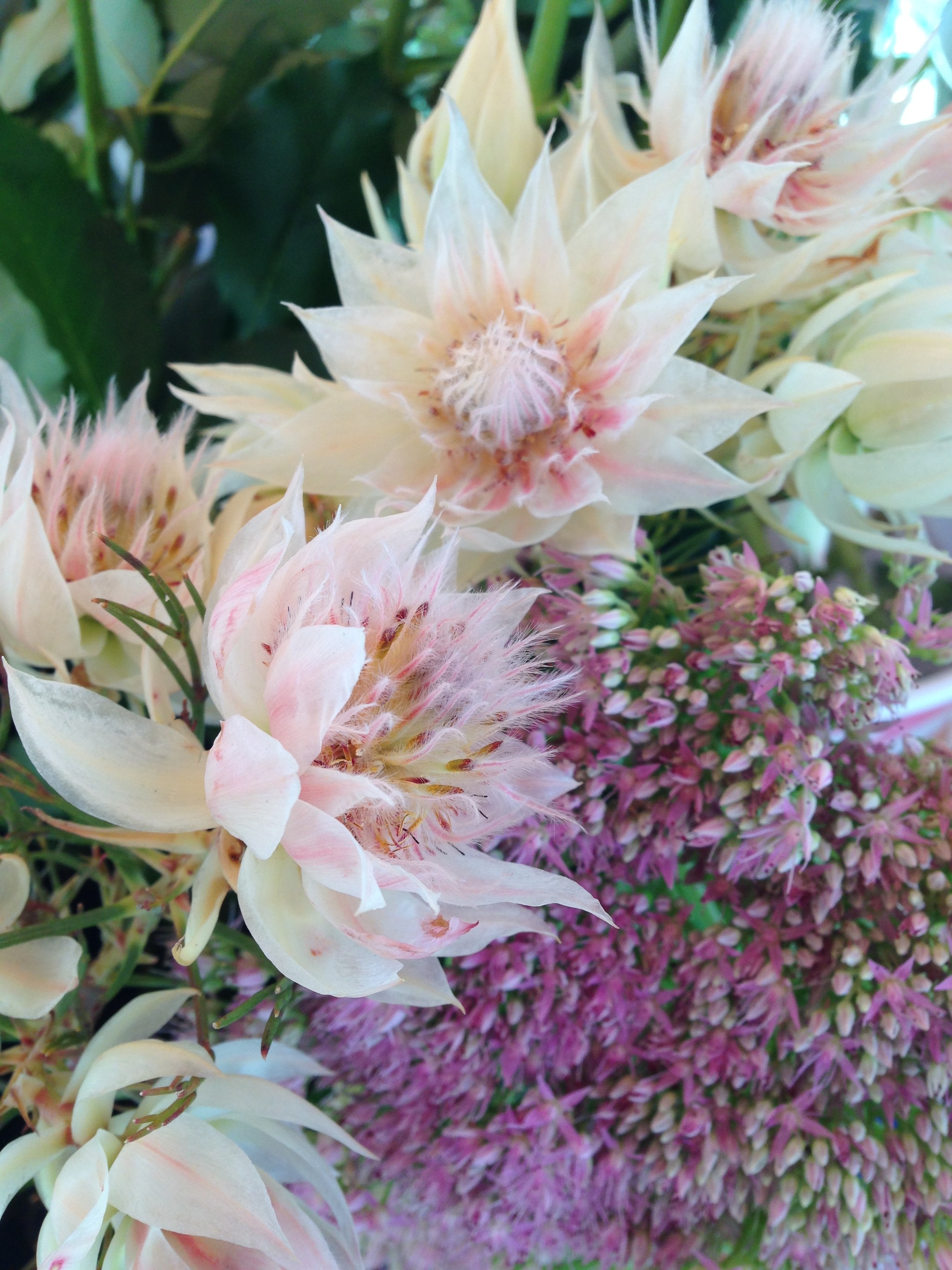 セルリア フロリダ ヤマモガシ科のネイティヴフラワーです O Mille Keiteflowers ミル ケイトフラワーズ セルリア フロリダ ヤマモガシ科のネイティヴフラワーです O Mille Keiteflowers ミル ケイトフラワーズ