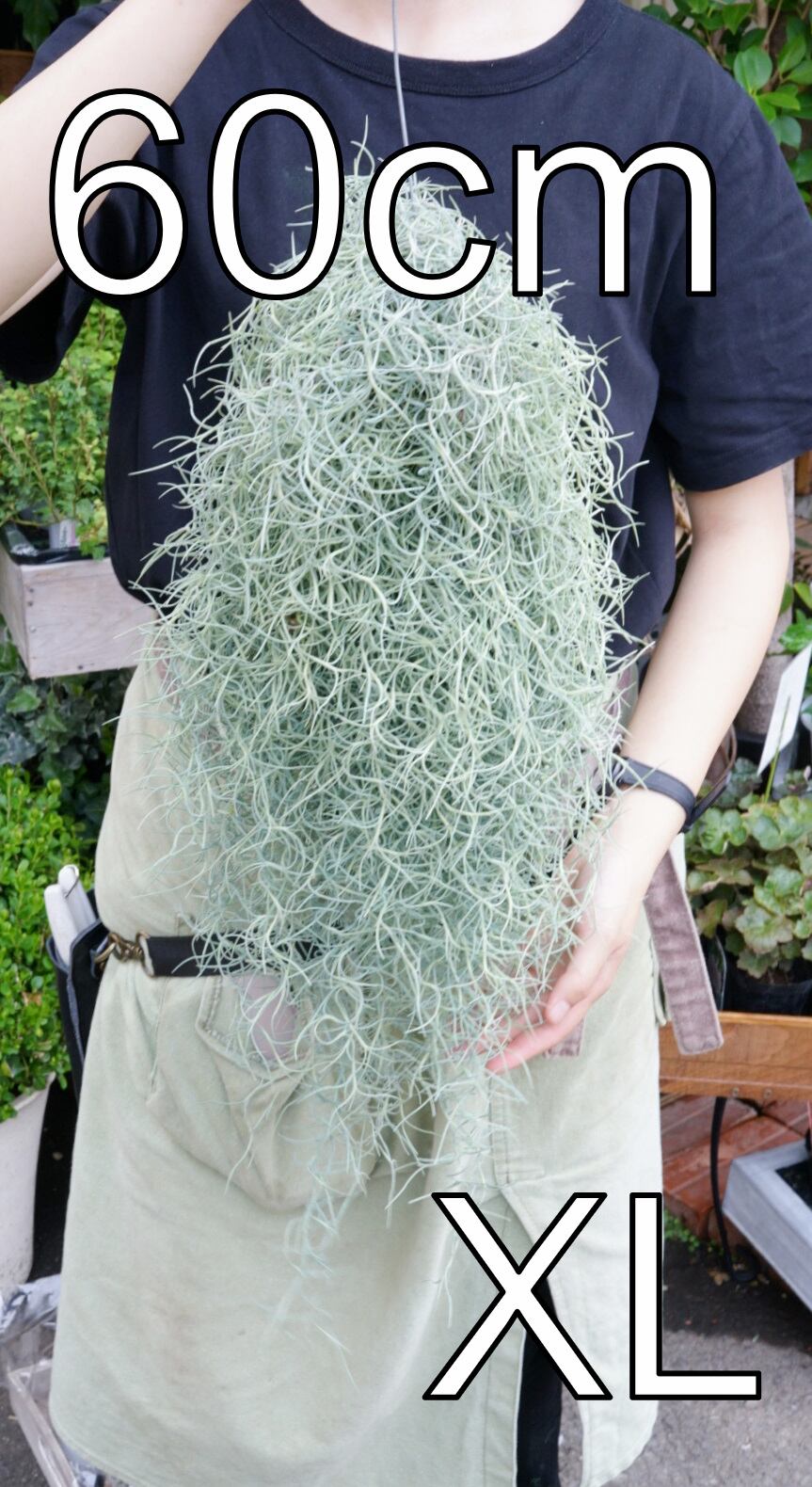 チランジア(エアプランツ) | K2 plants gallery チランジア(エアプランツ) | K2 plants gallery