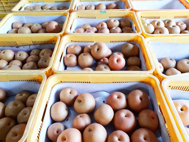 グラス 豊水 予約 豊作です！！！「完熟梨 豊水」9/20（土）まで注文受付となります