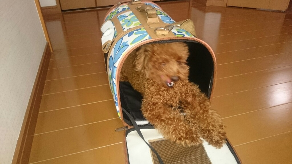 犬も狭いところが好き ペットドレス Petdress 激安ペット服