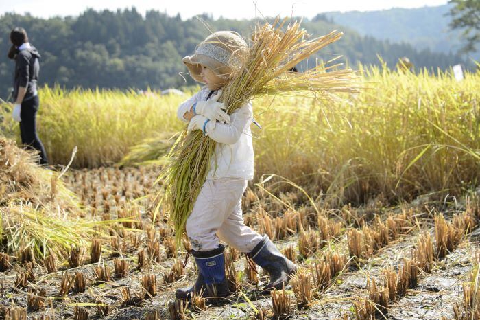 米作りと里山文化の継承を」SAYEGUSAの想い | コタキホワイト 米作りと里山文化の継承を」SAYEGUSAの想い | コタキホワイト