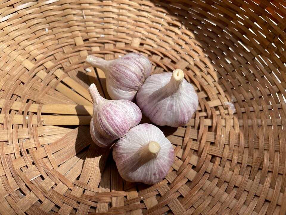 土佐赤玉にんにく（とさあかだまにんにく） | トラキチ農園