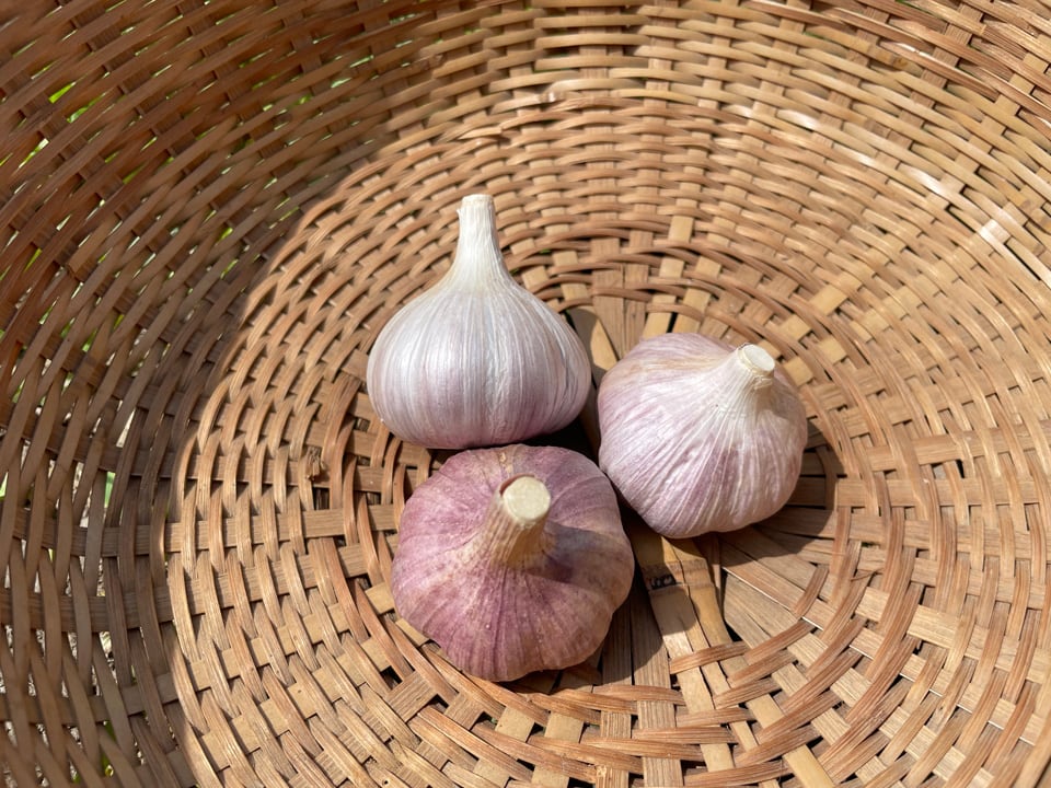 遠州極早生にんにく　箱込み9kg にんにく にんにく 遠州極早生（えんしゅうごくわせ） | トラキチ農園