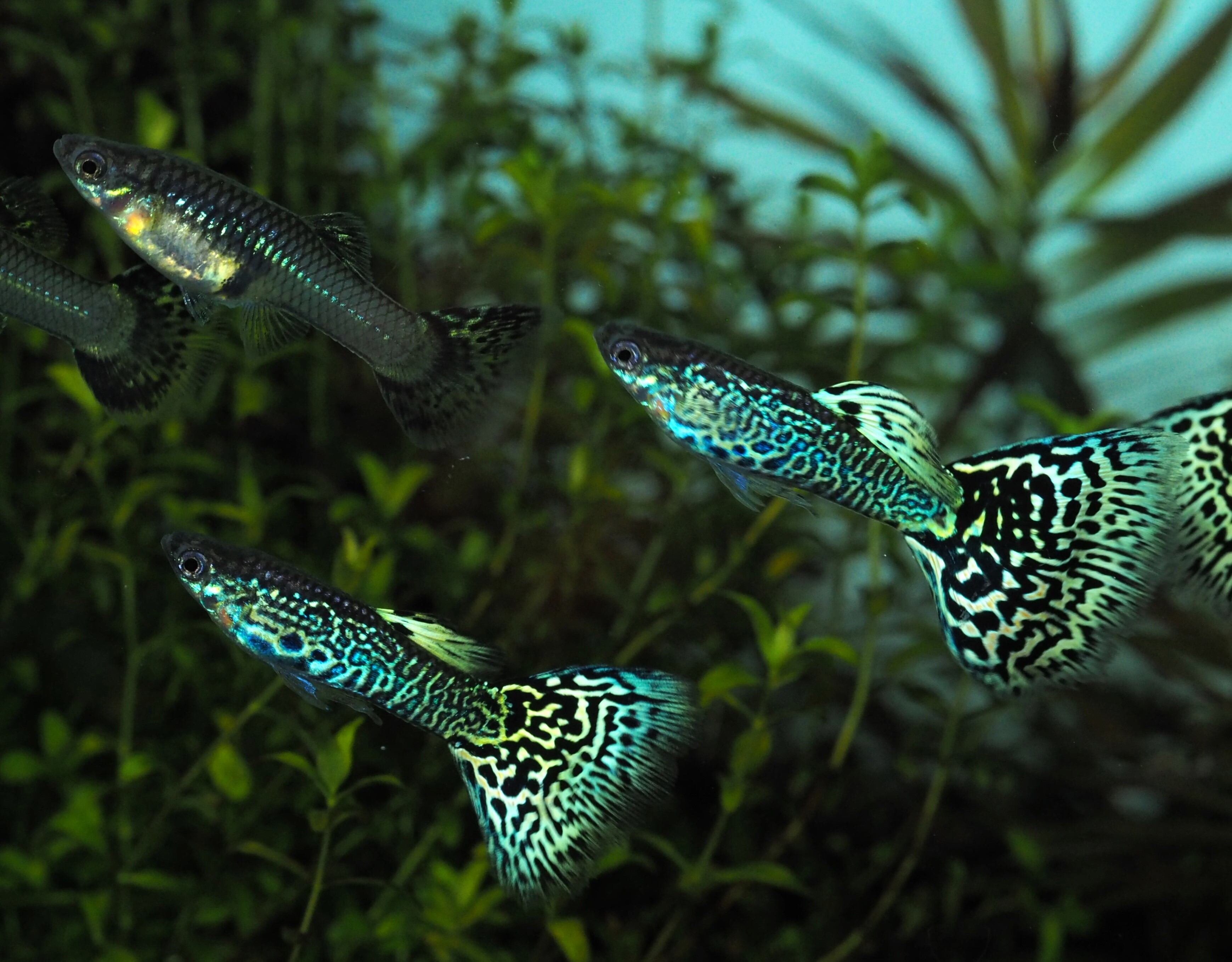 2025年】新江ノ島水族館にて当店グッピーが展示されました！ | 伊豆