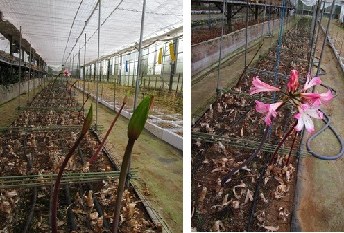 belladonna ベラドンナリリーまもなく 秋植え準備中（ラケナリア） | 三宅花卉園オンラインショップ