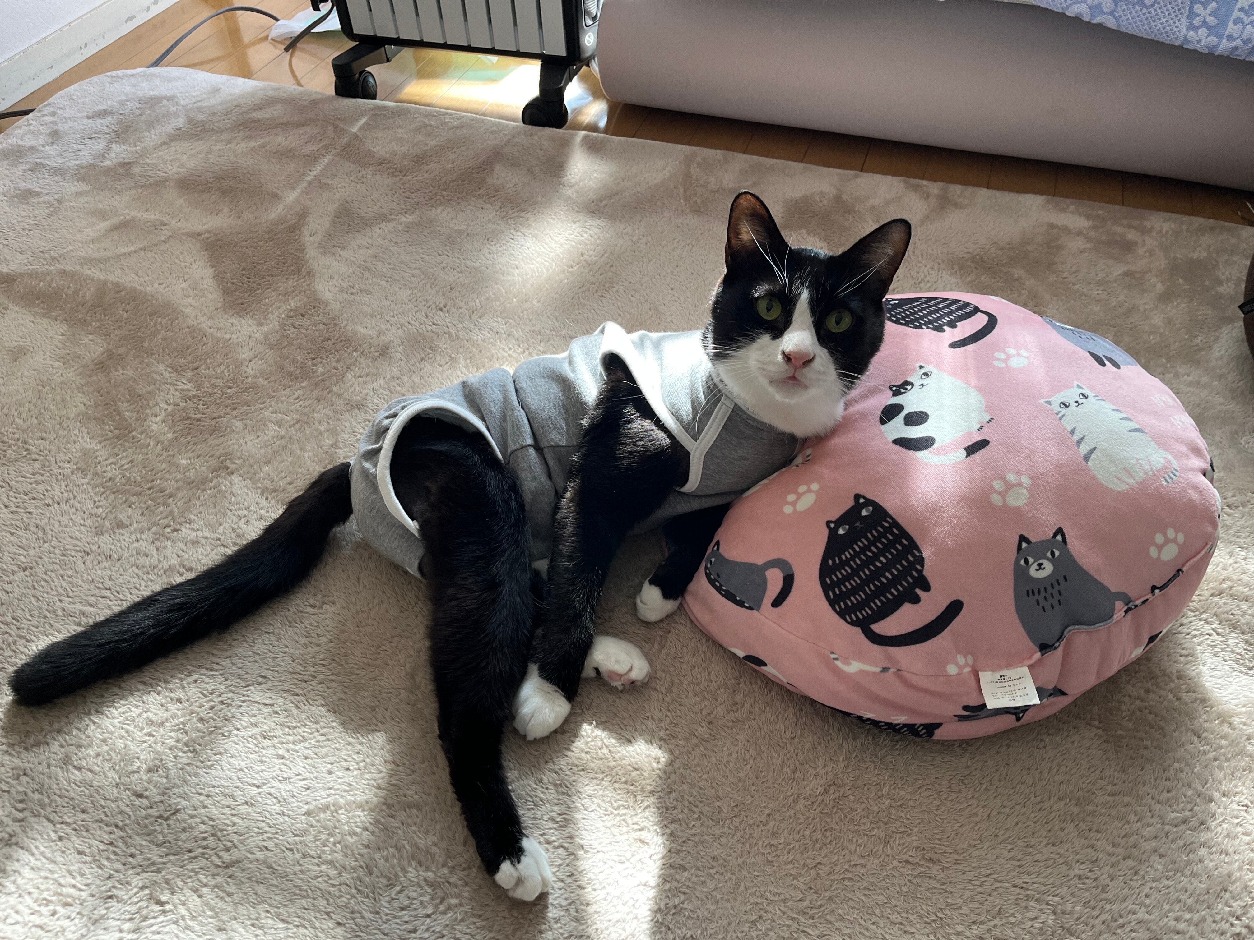 白黒猫の魅力をそのままに。3匹の猫ちゃんをデザインしたオーダー